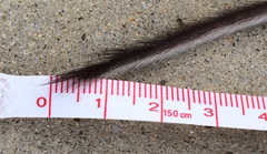 Peromyscus pectoralis