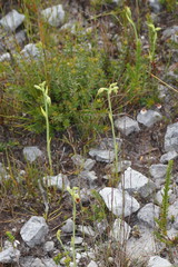 Calochilus herbaceus