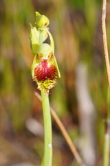 Calochilus herbaceus