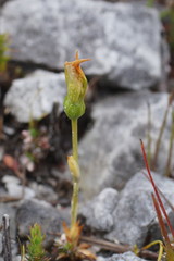 Pterostylis straminea