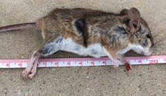 Peromyscus pectoralis