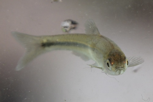 Comely shiner (Notropis amoenus) — Cyprinidae — 3