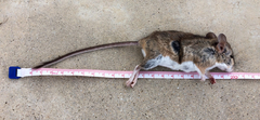 Peromyscus pectoralis