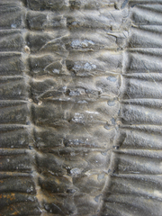 Trilobita
