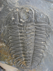 Trilobita