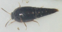 Coproporus