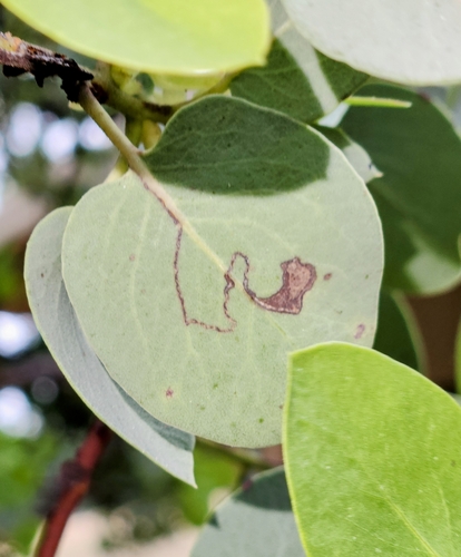 iNaturalist observation photo of Etainia thoraceleuca
