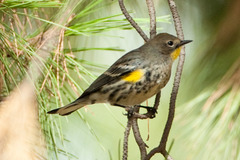 Setophaga coronata auduboni