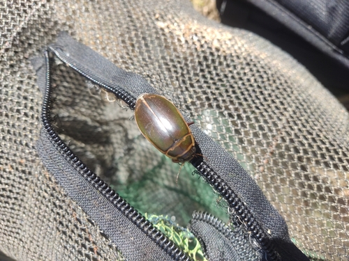 Giant green water beetle