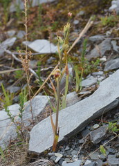 Calochilus herbaceus