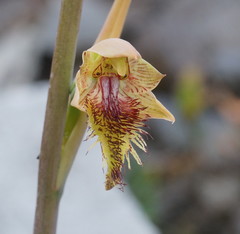 Calochilus herbaceus