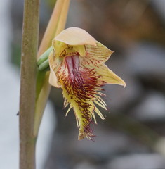 Calochilus herbaceus