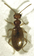 Pseudocyclodinus glaber