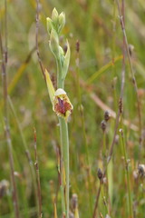Calochilus herbaceus