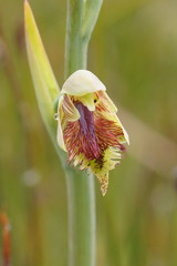 Calochilus herbaceus