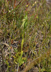 Pterostylis straminea