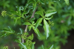 Eleutherococcus sieboldianus