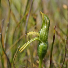 Pterostylis straminea