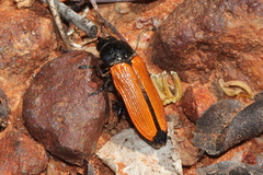Castiarina parallelipennis