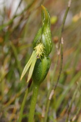 Pterostylis straminea