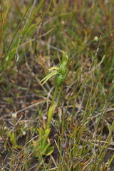 Pterostylis straminea