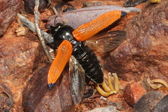 Castiarina parallelipennis