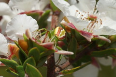 Australomisidia rosea