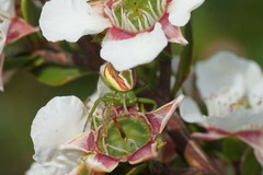 Australomisidia rosea