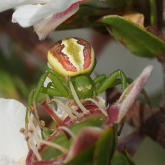 Australomisidia rosea