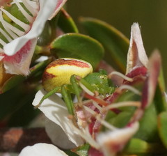Australomisidia rosea