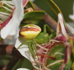 Australomisidia rosea