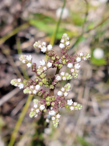 Image of Mitreola sessilifolia by (c) Jay Horn, some rights reserved (CC BY)