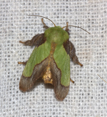 Aergina hilaris