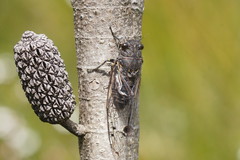 Gelidea torrida