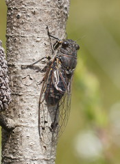 Gelidea torrida