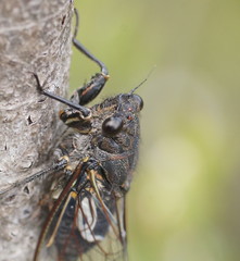 Gelidea torrida