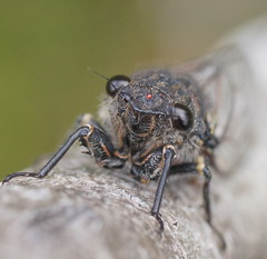 Gelidea torrida