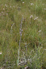 Thelymitra aristata