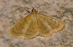 Ecpyrrhorrhoe puralis
