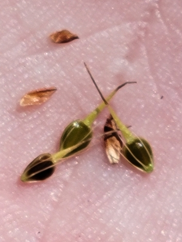 Image of Rhynchospora tracyi by (c) Jay Horn, some rights reserved (CC BY)