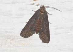 Lophoptera