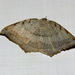 Oxymacaria palliata - Photo (c) satish nikam,  זכויות יוצרים חלקיות (CC BY-NC-SA), הועלה על ידי satish nikam