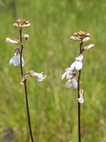 Image of Lobelia paludosa by (c) Jay Horn, some rights reserved (CC BY)
