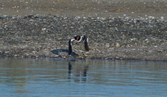 Haematopus palliatus