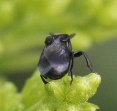 Ripiphoridae