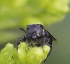 Ripiphoridae