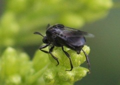 Ripiphoridae