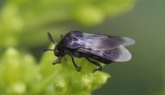Ripiphoridae