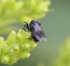 Ripiphoridae