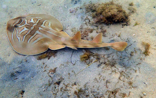 Eastern fiddler ray (Trygonorrhina fasciata) — Rhinobatidae